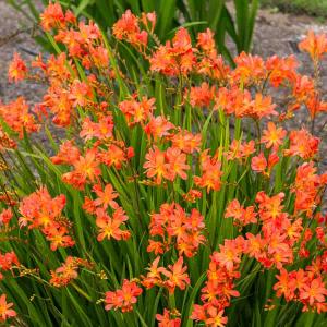 Montbrétia Crocosmia Orange (x20)